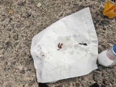 セミを素揚げにして食べる - Screenshot 15 of 16 - Outdoor Cooking