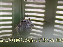 セミを素揚げにして食べる - Screenshot 5 of 16 - Outdoor Cooking