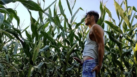 Summer jerk off in corn field - twitching cumming cock