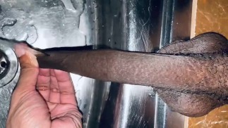 Необрезанный конский член растянут писающей в раковину длинная крайняя плоть лошадиного члена потянула мочу в раковину длинная