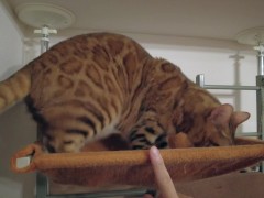 Playing hard in a hammock with a cute kitty .... Kitty wants to lick your fingers