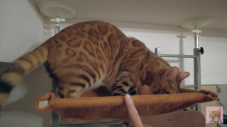 Playing hard in a hammock with a cute kitty .... Kitty wants to lick your fingers