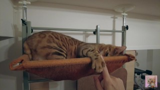 Jouer dur dans un hamac avec un mignon petit chat .... Le chaton veut lécher vos doigts