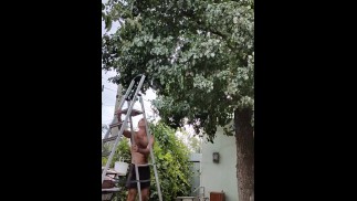 是时候采摘梨子了