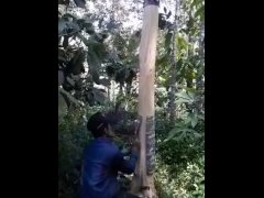 Batang Keras Main Keras