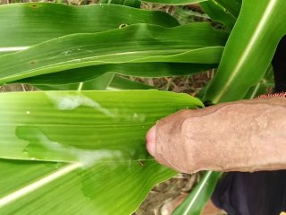 fetish, big cock, indian outdoor, dick flash