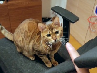 Котенок любит прыгать на ваши пальцы ... Игра на поршне