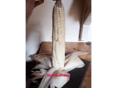 COUGAR WIDOW MISSING HER HUSBANDS DICK SHE HAD NO OPTION BUT GIVE A HAND JOB TO MAIZE COB