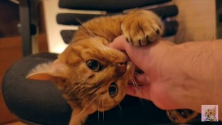 発情して懇願する猫によって演じられる