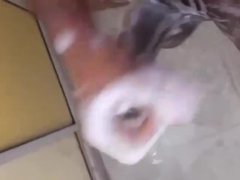 بنت الباطرونة تتهزو فالبرتوش ديال مها وهي تتوحوح بكثر الزكاة🇲🇦👀