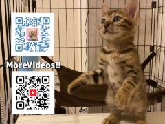 Dodgy kitty feels good and falls down ... . Funny Porn