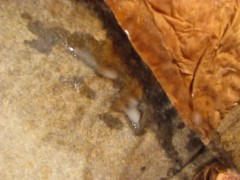 FUCVph4 Sylvia Laurent "Pinky Does It" + surprise just-the-cumshot version