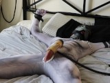 Pup in petsuit gets tied up and milked using a Venus 2000