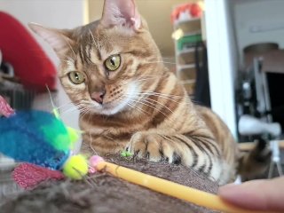 A toy that a quiet pussy sucks on.... Toy review