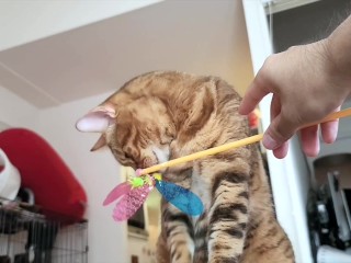 A toy that a quiet pussy sucks on.... Toy review
