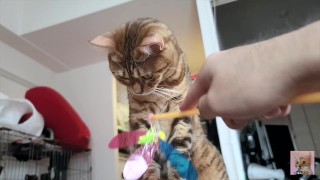 Spielzeug für ruhige Kätzchen zum Nuckeln ... Spielzeug-Review