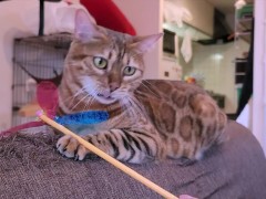 Video Kinky kitty loves to play with toys. She plays so hard that she breaks the sofa.