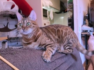 Kinky kitty loves to play with toys. She plays so hard that she breaks the sofa.