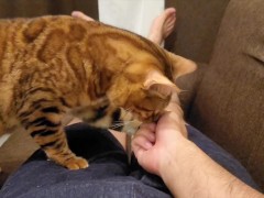 kitty  - Screenshot 1 of 16 - Fox