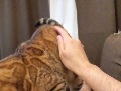 kitty  - Screenshot 10 of 16 - Fox