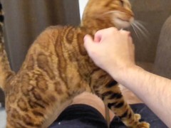 kitty  - Screenshot 11 of 16 - Fox