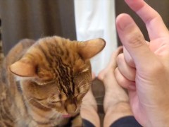 kitty 