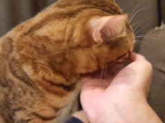 kitty  - Screenshot 13 of 16 - Fox