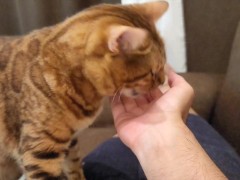 kitty  - Screenshot 14 of 16 - Fox