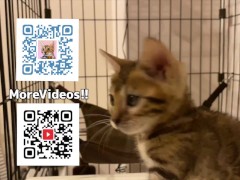 kitty  - Screenshot 16 of 16 - Fox