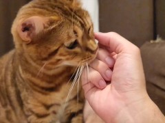 kitty  - Screenshot 2 of 16 - Fox