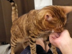 kitty  - Screenshot 5 of 16 - Fox