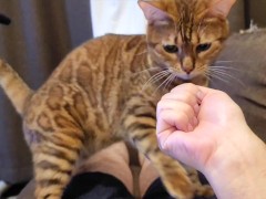 kitty  - Screenshot 7 of 16 - Fox