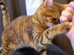 kitty  - Screenshot 8 of 16 - Fox