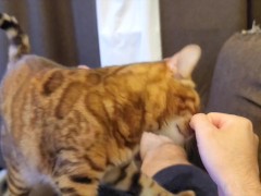 kitty  - Screenshot 9 of 16 - Fox
