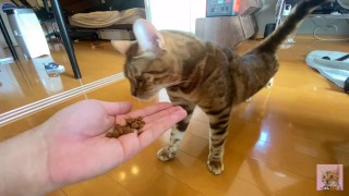 Tundere futrzany kotek nie jest zainteresowany twoimi smakołykami.