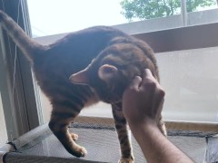 Playing with a pussy by the window in the morning .... Kitten gets excited when she is seen by someo