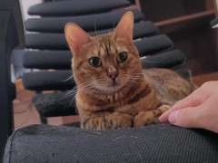 High-flying furry kitty feels nothing for what you do .... Ignored owner