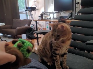 小猫玩毛绒玩具 . 喜欢用力咀嚼的女孩。