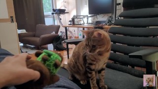 Chaton jouant avec un animal en peluche . Une fille qui aime mâcher fort.