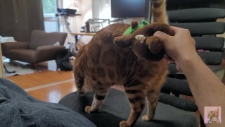 Pussy playing with a stuffed animal .... Girl who likes to chew hard.