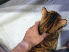 Playing with furry pussy caught under the sofa ... . Stuck kitty is at your mercy!