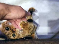 Playing with furry pussy caught under the sofa ... . Stuck kitty is at your mercy!