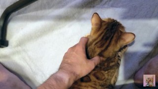 Playing with furry pussy caught under the sofa ... . Stuck kitty is at your mercy!