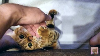 Giocare con un gattino incastrato sotto il divano ... Il gattino bloccato è alla vostra mercé.