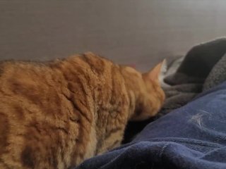 When you wake up in the morning, a lovely kitty will give you a massage ... . Romantic kitty