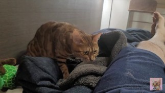 Когда вы проснетесь утром, милая кошечка сделает вам массаж ... . Романтичная кошечка