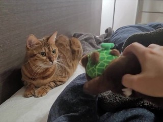 ベッドでおもちゃで遊ぶ子猫ちゃん．ベッドがぐしゃぐしゃになるほど激しく遊ぶ