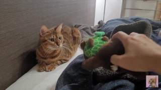 ベッドでおもちゃで遊ぶ子猫ちゃん．ベッドがぐしゃぐしゃになるほど激しく遊ぶ