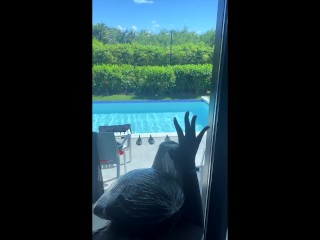 MILF CHAUDE SE FAIT BAISER DANS LA DOUCHE DE L’HÔTEL !! SPERME DÉGOULINANT DANS SA CHATTE ALORS QU’ELLE REGARDE LA PISCINE