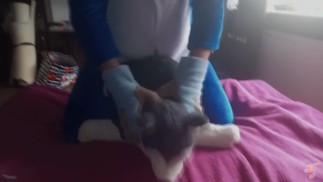 Eryk And Hauge dog Trailer